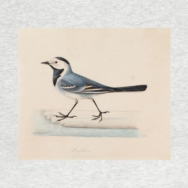 White Wagtail by Ferdinand von Wright by Classic Art Stall